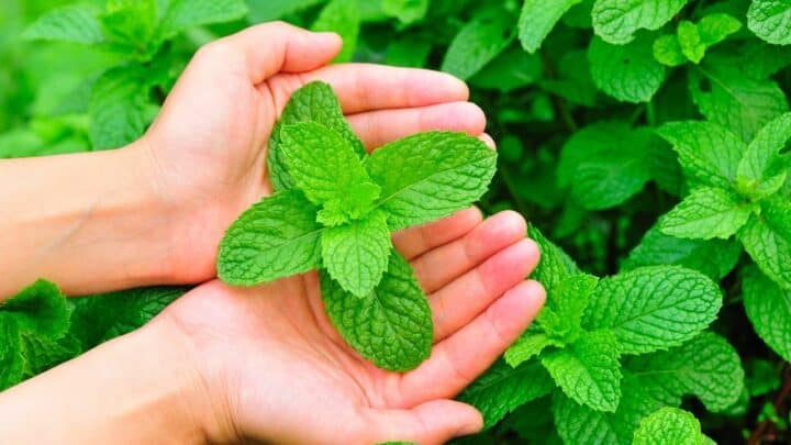 Top Tips for Harvesting Your Mint Plant without Killing It