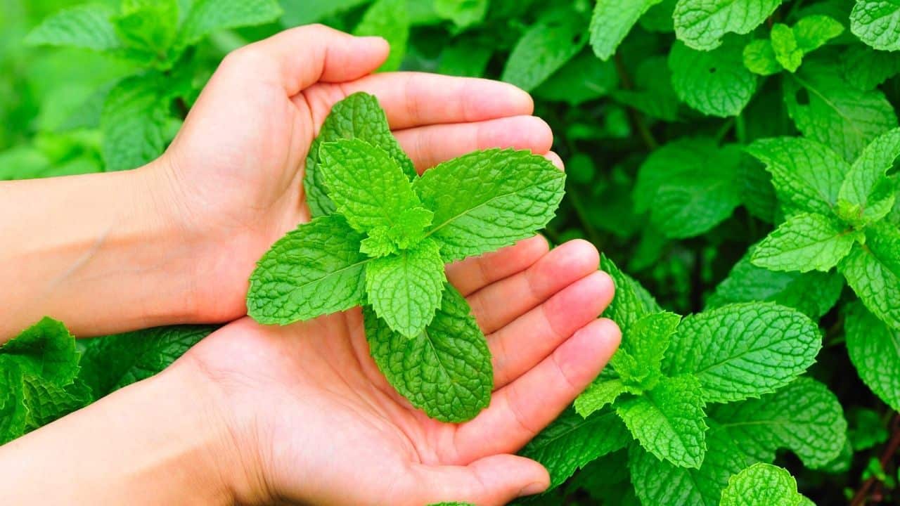 How to Harvest Mint Without Damaging Your Plants