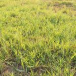 How to Keep Weeds out of Bermuda Grass