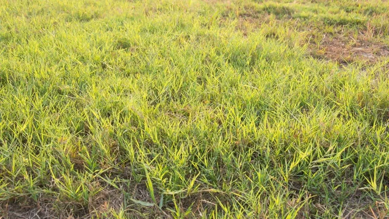 How to Keep Weeds out of Bermuda Grass