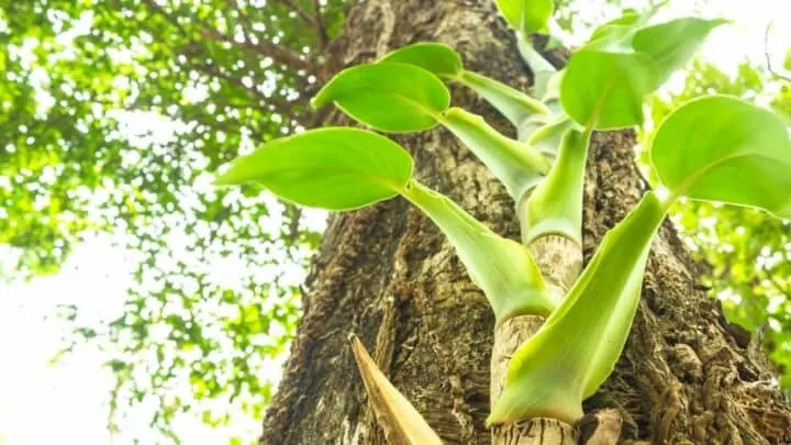 How to Make Pothos Climb ― Top Tips