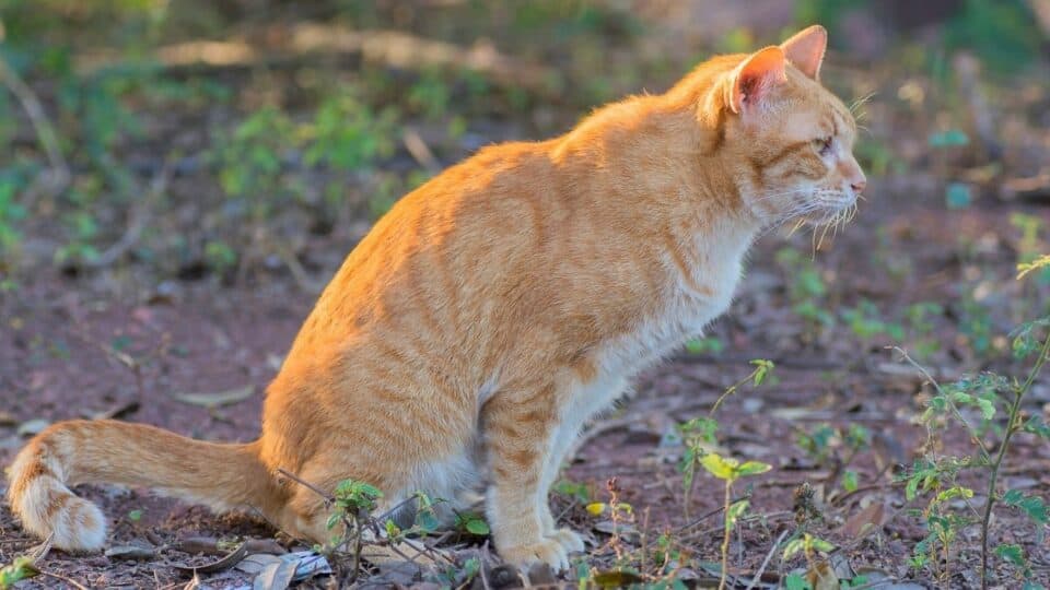 how-to-neutralize-cat-urine-in-soil-step-by-step-guide