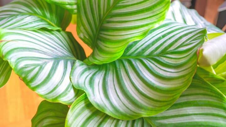 How to Propagate Calathea Orbifolia — A Detailed Guide