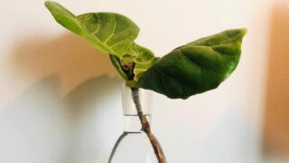 How to Propagate Fiddle Leaf Fig in Water Updated