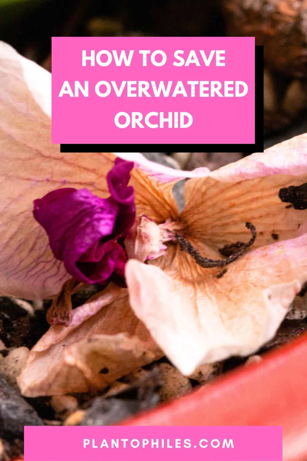 How to Save an Overwatered Orchid