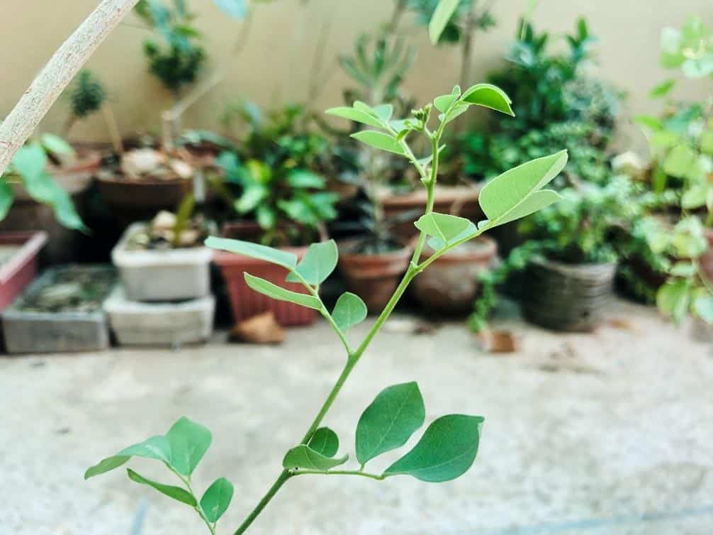Indian Rosewood Plant
