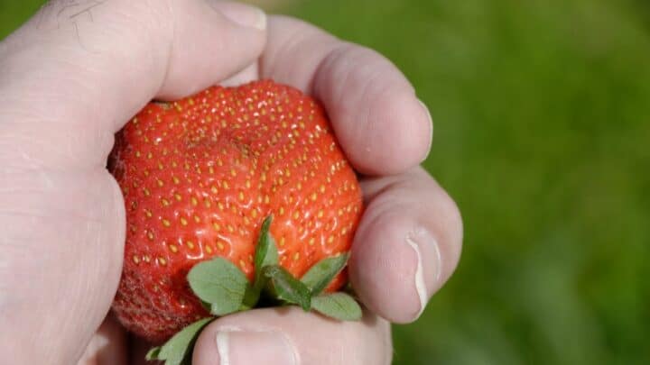 How To Grow Large Strawberries Like A Pro!