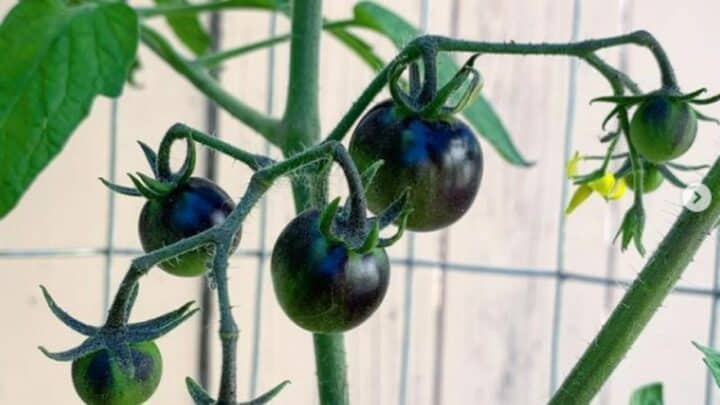 Midnight Snack Tomato Plant Care – A Definitive Care Guide