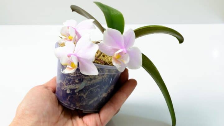 How To Take Care Of A Mini Orchid The Right Way