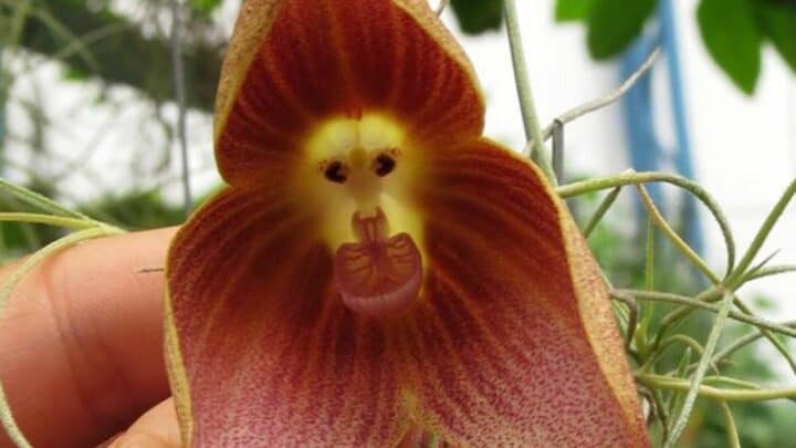 Monkey Face Orchid (Dracula simia) — The Ultimate Guide!