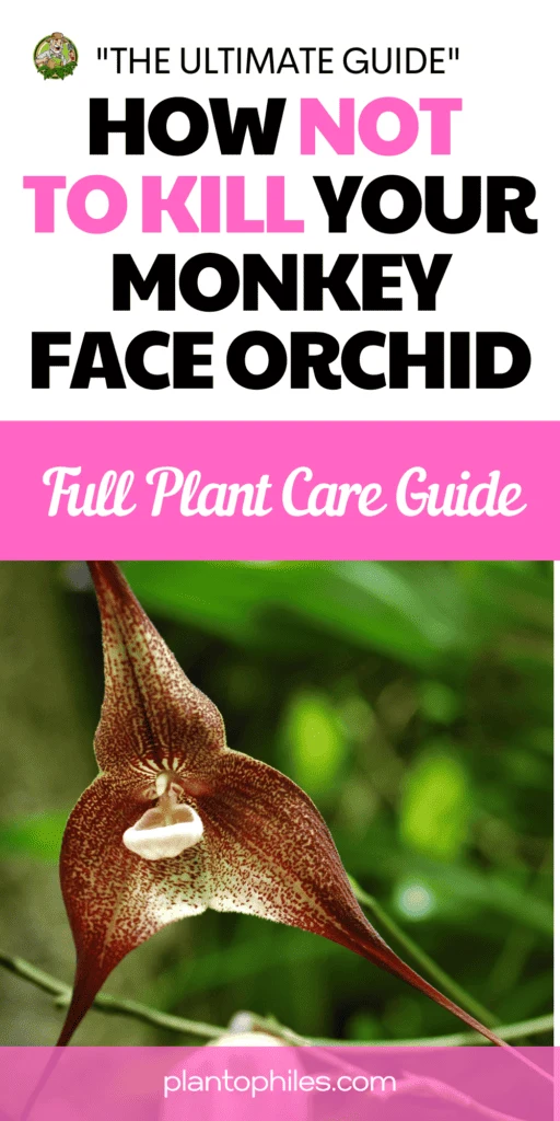 Monkey Face Orchid Care
