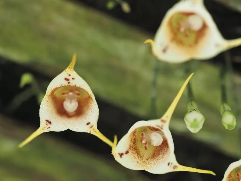Monkey Face Orchid Flowers (Dracula simia)