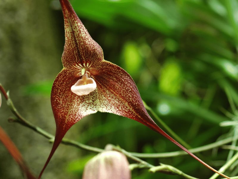 Monkey face orchid image