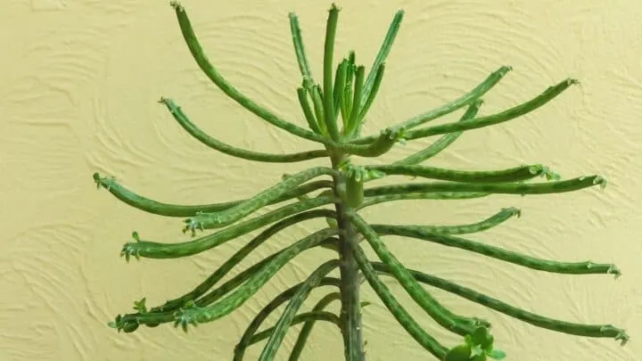 Mother of Millions Care &mdash; Top Tips