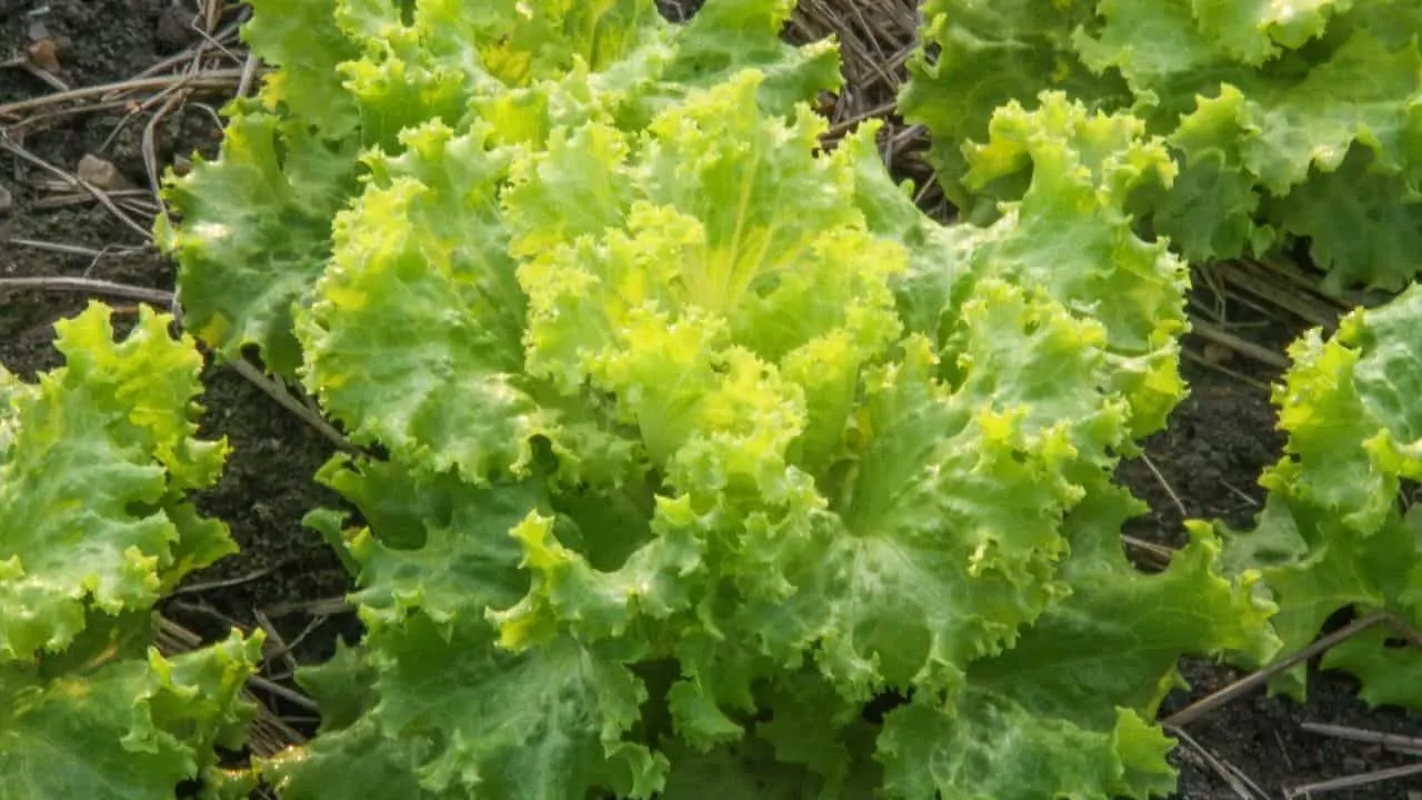 Mustard Greens