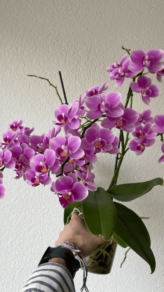 My orchid in full bloom on news stems