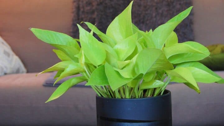 Is Neon Pothos Poisonous? Watch Out!