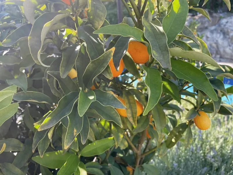 Nitrogen is specifically important for orange trees