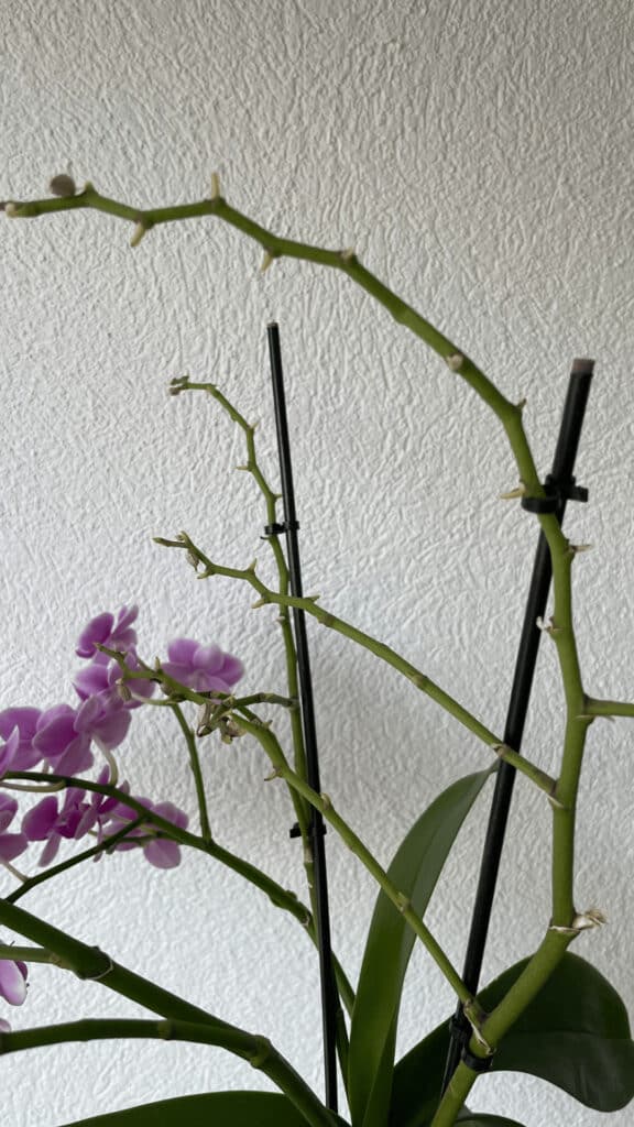 Old and new orchid stems