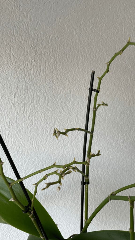 Old stems on my orchid are starting to yellow