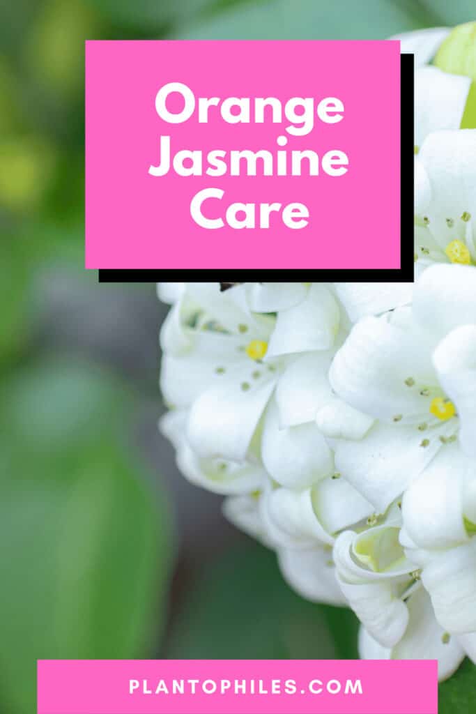 Orange Jasmine Care