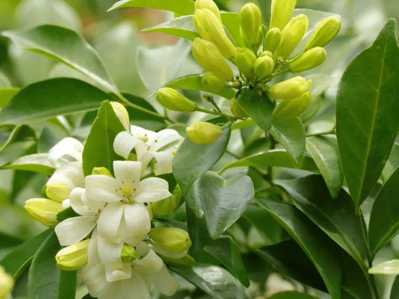 Orange Jasmine (Murraya paniculata)