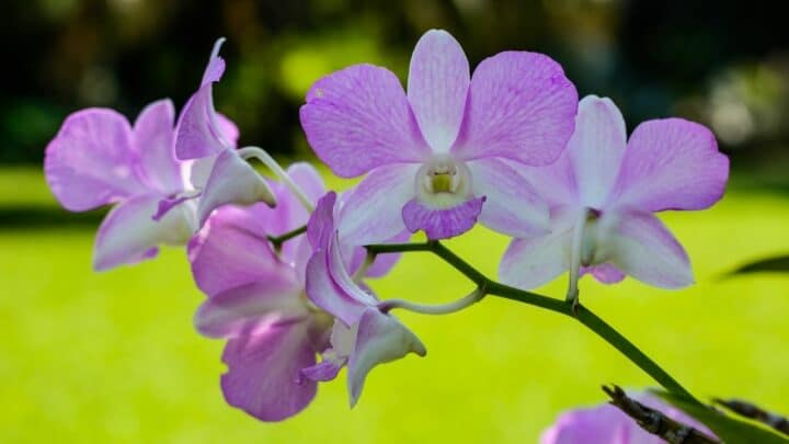 How Long Do Orchid Flowers Live?