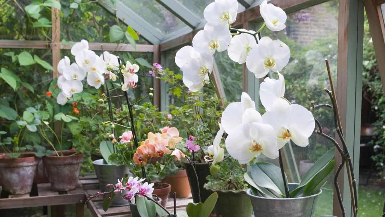 Orchid Greenhouse