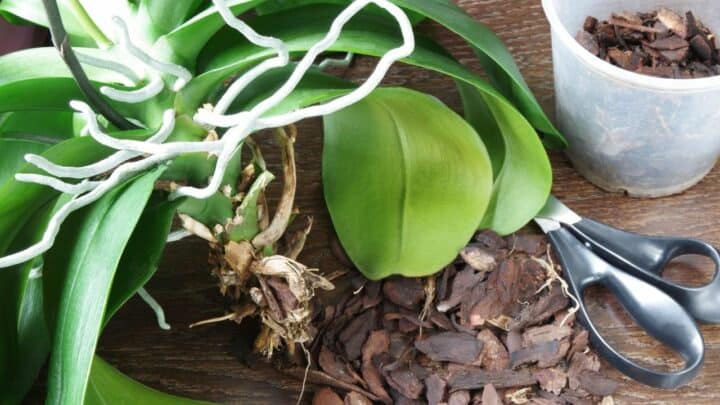 7 Steps How To Get Rid Of White Fungus On Orchid Roots