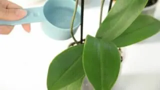 Orchid Watering