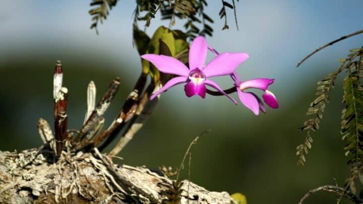 What Benefit Does The Orchid Get From The Tree? Revealed