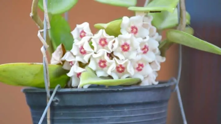 How Can I Tell if My Hoya is Overwatered? &mdash; The Answer