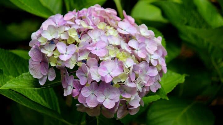 How Does an Overwatered Hydrangea Look Like? ― The Answer