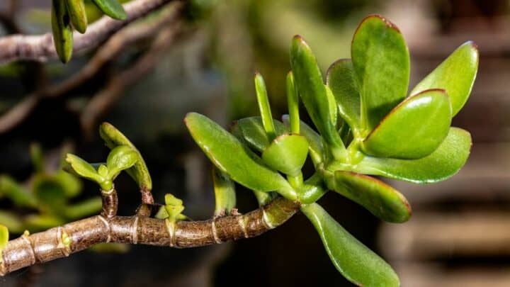 Tell-tale Signs of an Overwatered Jade Plant — Revealed