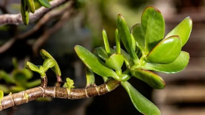 Tell-tale Signs of an Overwatered Jade Plant &mdash; Revealed