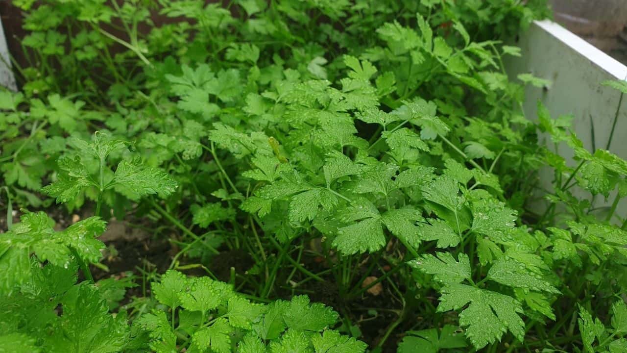 Parsley