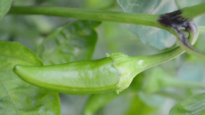 7 Best Fertilizers for Peppers – Pros and Cons [2023]
