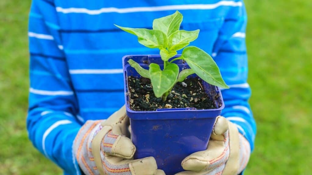 6 Reasons Why Your Pepper Plant isn't Growing | Plantophiles