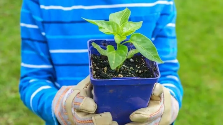 6 Reasons Why Your Pepper Plant isn&rsquo;t Growing