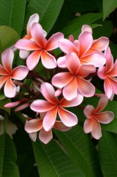 Plumeria Stem Rot - #1 Best Identification & Prevention Guide