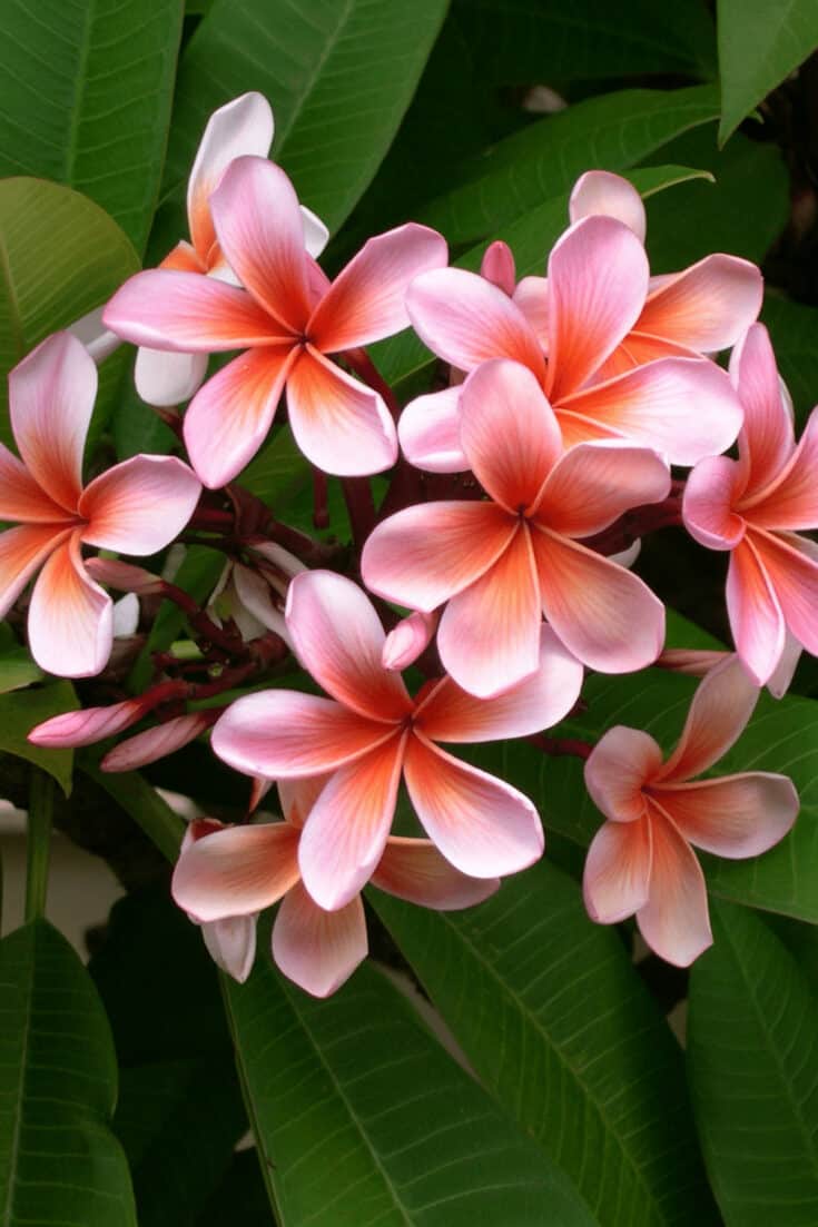 Pests can create holes in plumeria stems and thus lead to stem rot