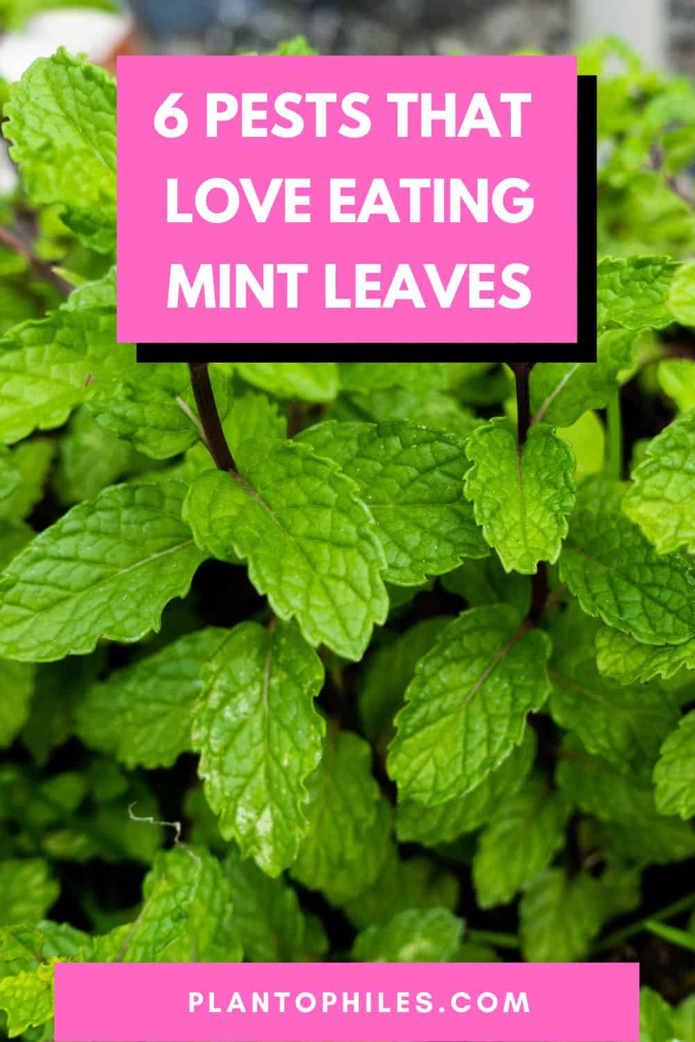 Pests that Love Eating Mint Leaves