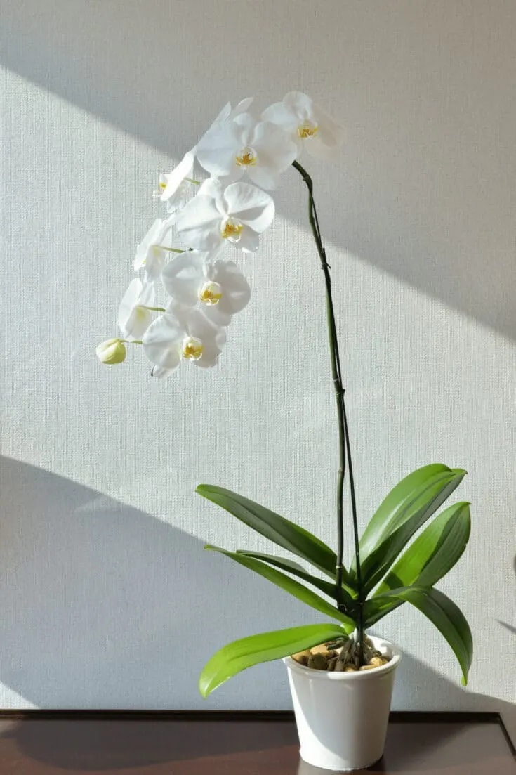 Phalaenopsis Orchids should be bottom watered