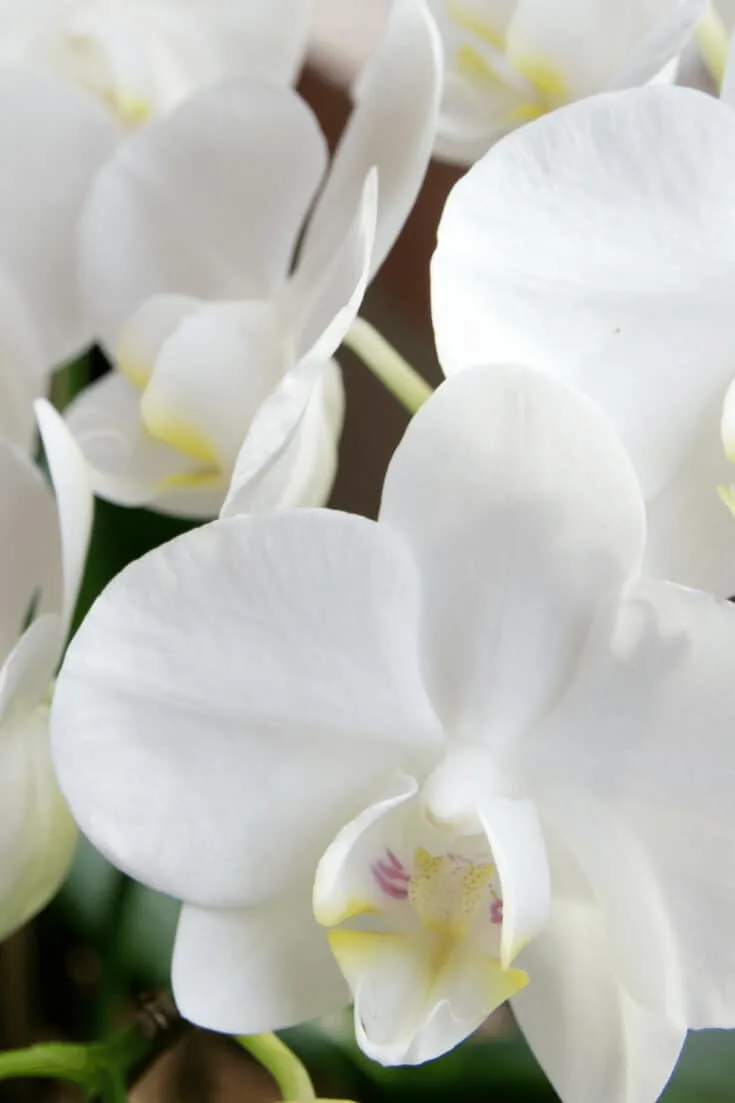 Phalaenopsis Orchids should not be watered more than every 4-7 days