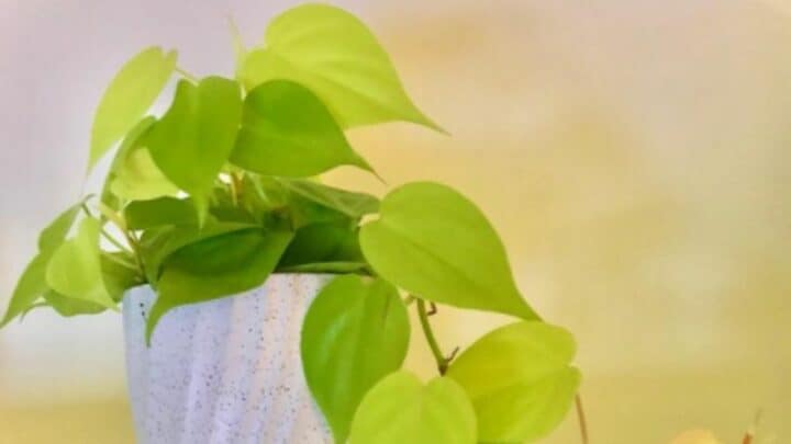 Micans Lime Philodendron Care — The Ultimate Guide