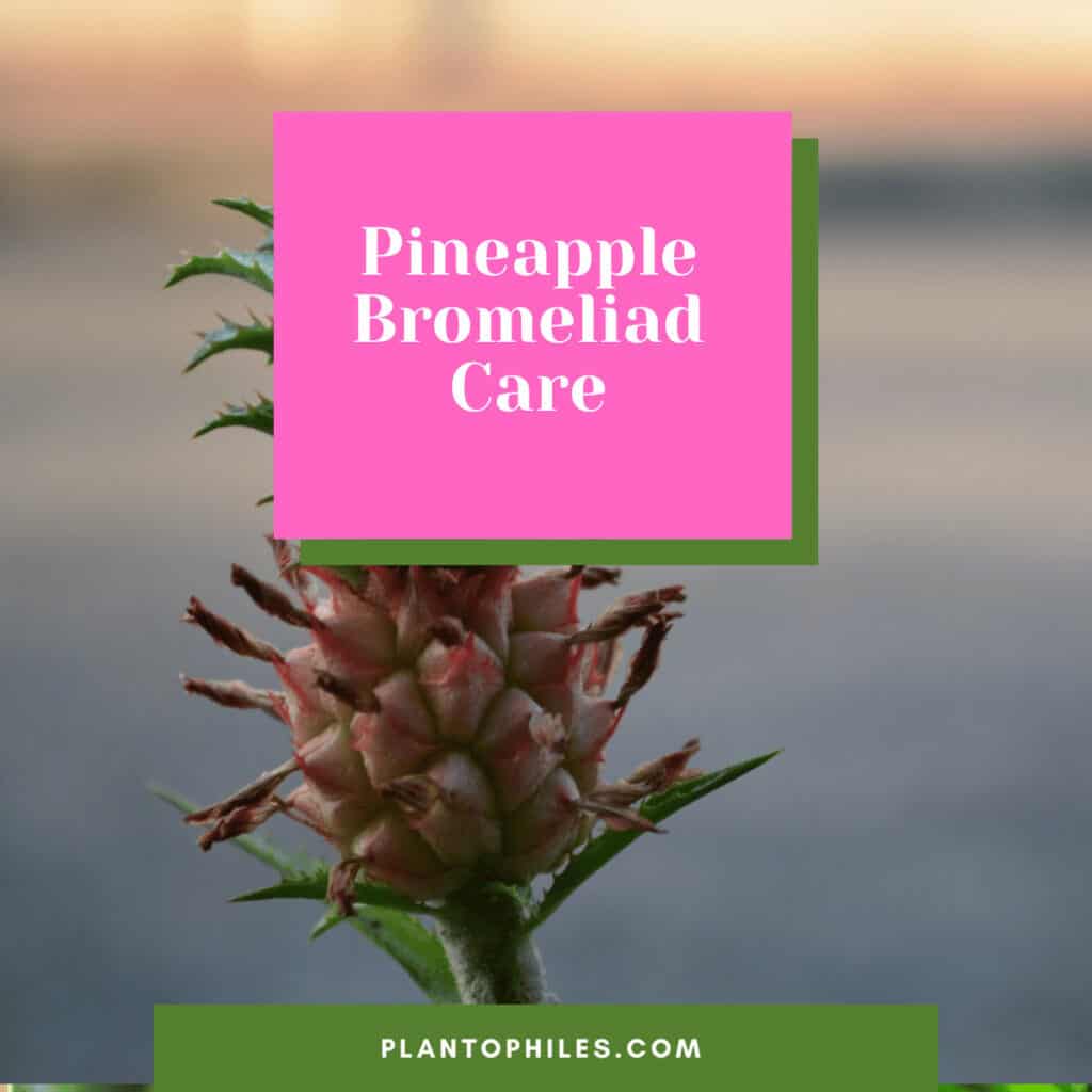 Pineapple Bromeliad Care