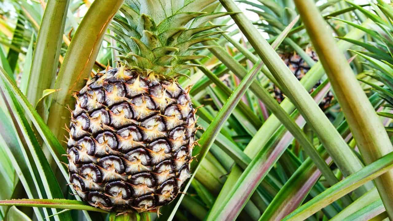 Pineapple Bromeliad Care