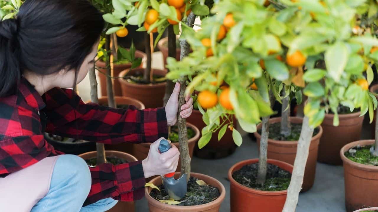 Planting Citrus Tree