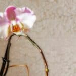Growing Orchid from Stem