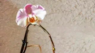 Growing Orchid from Stem